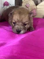 Alex, a male Pomeranian for sale in Lamar, MO – Photo 4 of 4