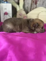 Alex, a male Pomeranian for sale in Lamar, MO – Photo 2 of 4