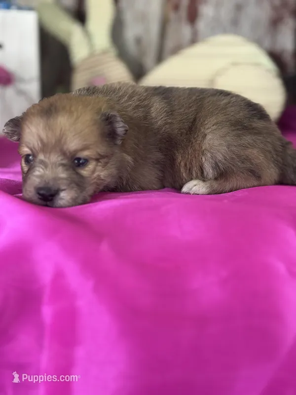 Alex – Pomeranian puppy for sale in Lamar, MO