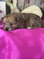 Alex, a male Pomeranian for sale in Lamar, MO – Photo 1 of 4