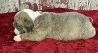 Alma, a female English Bulldog for sale in Lamar, MO – 3 of 3