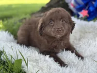 Princess, a female Miniature Aussiedoodle for sale in Lamar, MO – 1 of 7