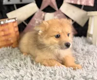 Alvin, a male Pomeranian for sale in Lamar, MO – 7 of 8