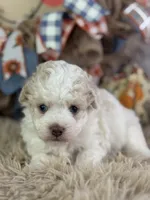 Ciera, a female Miniature Aussiedoodle for sale in Lamar, MO – 1 of 7