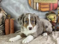 Kleo, a female Miniature Australian Shepherd for sale in Lamar, MO – 4 of 7