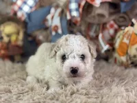 Charlie, a male Miniature Aussiedoodle for sale in Lamar, MO – 7 of 7