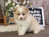 Emerson, a male Pomeranian for sale in Lamar, MO – 5 of 7