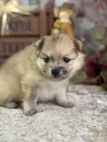 Conwell, a male Pomeranian for sale in Lamar, MO – 2 of 7
