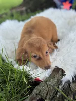 Estella, a female Miniature Dachshund for sale in Lamar, MO – 6 of 7