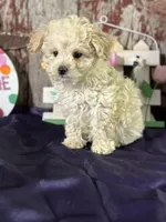 Darla, a female Aussiedoodle for sale in Lamar, MO – Photo 4 of 5