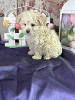 Darla, a female Aussiedoodle for sale in Lamar, MO – Photo 2 of 5