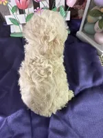 Darla, a female Aussiedoodle for sale in Lamar, MO – Photo 5 of 5