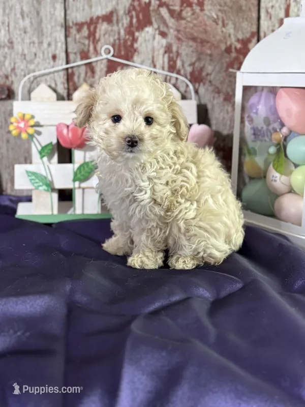 Darla, a female Aussiedoodle for sale in Lamar, MO – Photo 1 of 5