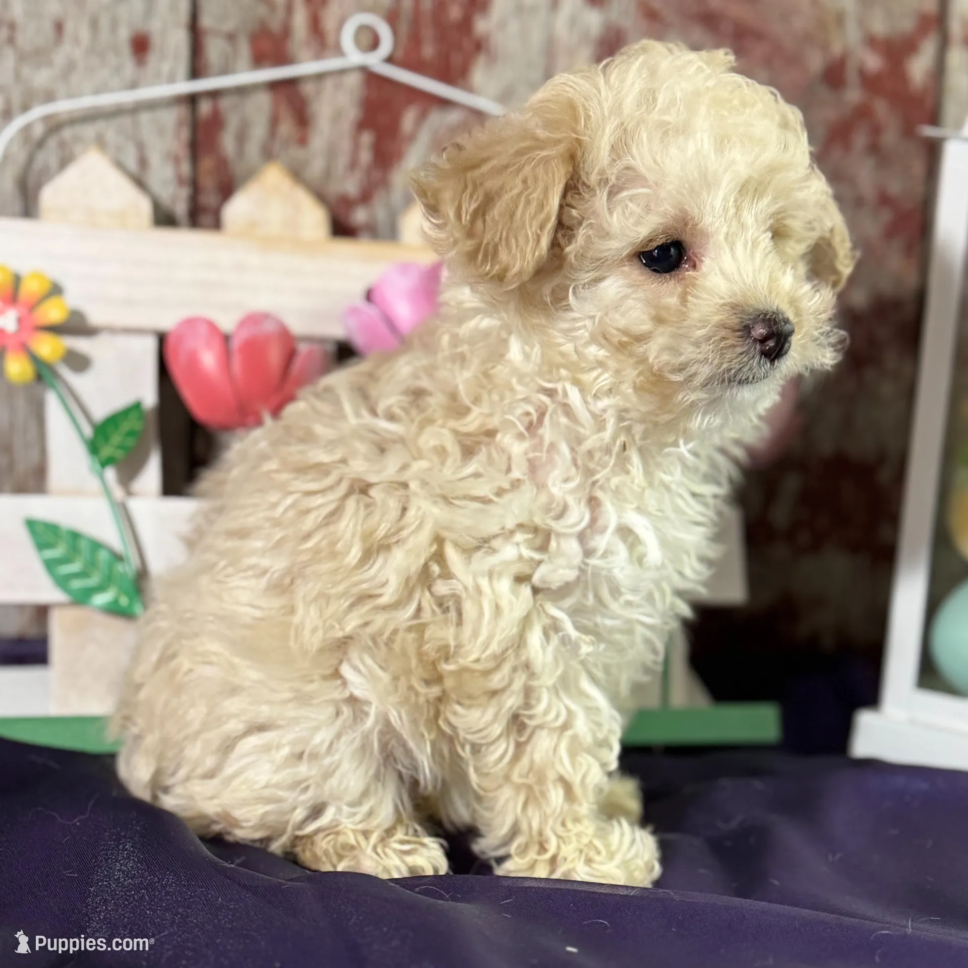 Darla, a female Aussiedoodle for sale in Lamar, MO – Photo 3 of 5