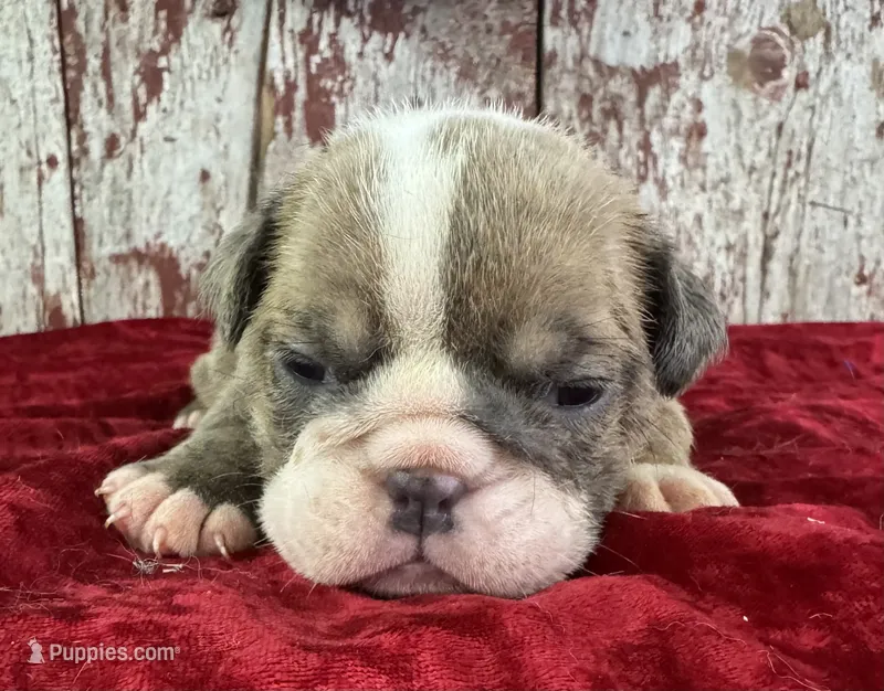 Alma – English Bulldog puppy for sale in Lamar, MO
