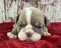 Alma, a female English Bulldog for sale in Lamar, MO – 1 of 3