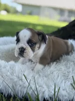 Webber, a male English Bulldog for sale in Lamar, MO – 4 of 7