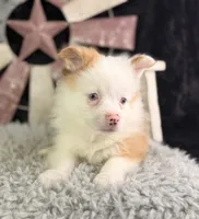 Albus, a male Pomeranian for sale in Lamar, MO – 4 of 7