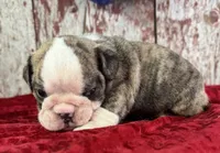 Astro, a male English Bulldog for sale in Lamar, MO – 3 of 4