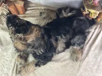 Dozer, a male Poodle - Standard  for sale in Lamar, MO – 7 of 7