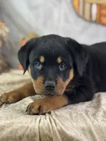 Daria, a female Rottweiler for sale in Lamar, MO – 5 of 5