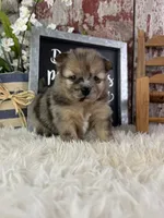 Stiffler, a male Pomeranian for sale in Lamar, MO – 4 of 4
