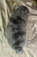 Cypress, a female Pomeranian for sale in Lamar, MO – 8 of 8