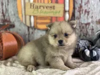 Snoopy, a male Pomeranian for sale in Lamar, MO – 8 of 8
