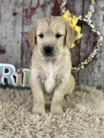 Terry, a male Golden Retriever for sale in Lamar, MO – Photo 2 of 6