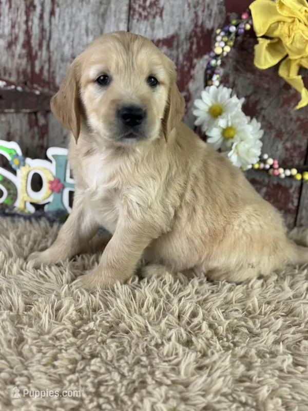 Terry – Golden Retriever puppy for sale in Lamar, MO