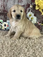 Terry, a male Golden Retriever for sale in Lamar, MO – Photo 1 of 6