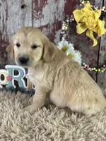 Terry, a male Golden Retriever for sale in Lamar, MO – Photo 4 of 6