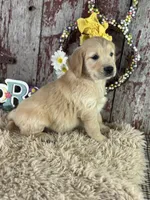 Terry, a male Golden Retriever for sale in Lamar, MO – Photo 3 of 6