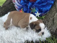 Webber, a male English Bulldog for sale in Lamar, MO – 6 of 7