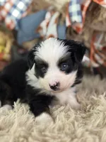 Bosco, a male Toy Australian Shepherd for sale in Lamar, MO – 2 of 6
