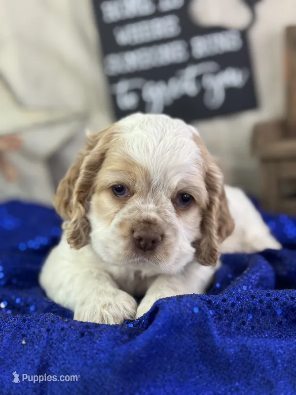 Juno – Cocker Spaniel puppy for sale in Lamar, MO