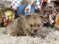 Fiji, a male Pomeranian for sale in Lamar, MO – 5 of 6