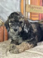 Dozer, a male Poodle - Standard  for sale in Lamar, MO – 5 of 7