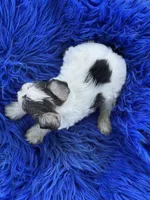 Bangle, a male Miniature Schnauzer for sale in Lamar, MO – 5 of 7