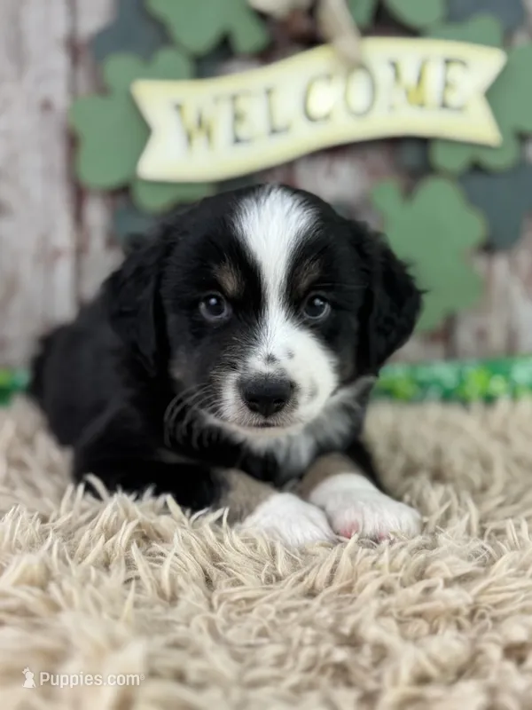 Cane – Miniature Australian Shepherd puppy for sale in Lamar, MO