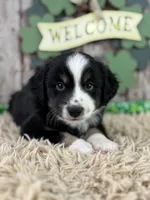 Cane, a male Miniature Australian Shepherd for sale in Lamar, MO – Photo 1 of 4