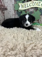 Cane, a male Miniature Australian Shepherd for sale in Lamar, MO – Photo 2 of 4