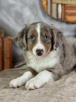 Kleo, a female Miniature Australian Shepherd for sale in Lamar, MO – 2 of 7