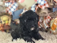 Dazzler, a male Miniature Aussiedoodle for sale in Lamar, MO – 5 of 8