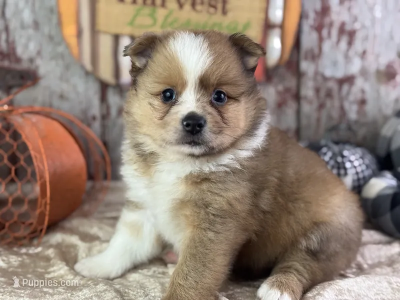 Sunny – Pomeranian puppy for sale in Lamar, MO