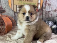 Sunny, a male Pomeranian for sale in Lamar, MO – 1 of 7