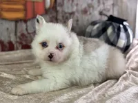 Scooby, a male Pomeranian for sale in Lamar, MO – 1 of 6