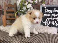 Emerson, a male Pomeranian for sale in Lamar, MO – 6 of 7