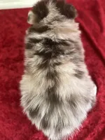 Shane, a male Pomeranian for sale in Lamar, MO – Photo 5 of 5