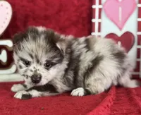 Shane, a male Pomeranian for sale in Lamar, MO – Photo 3 of 5